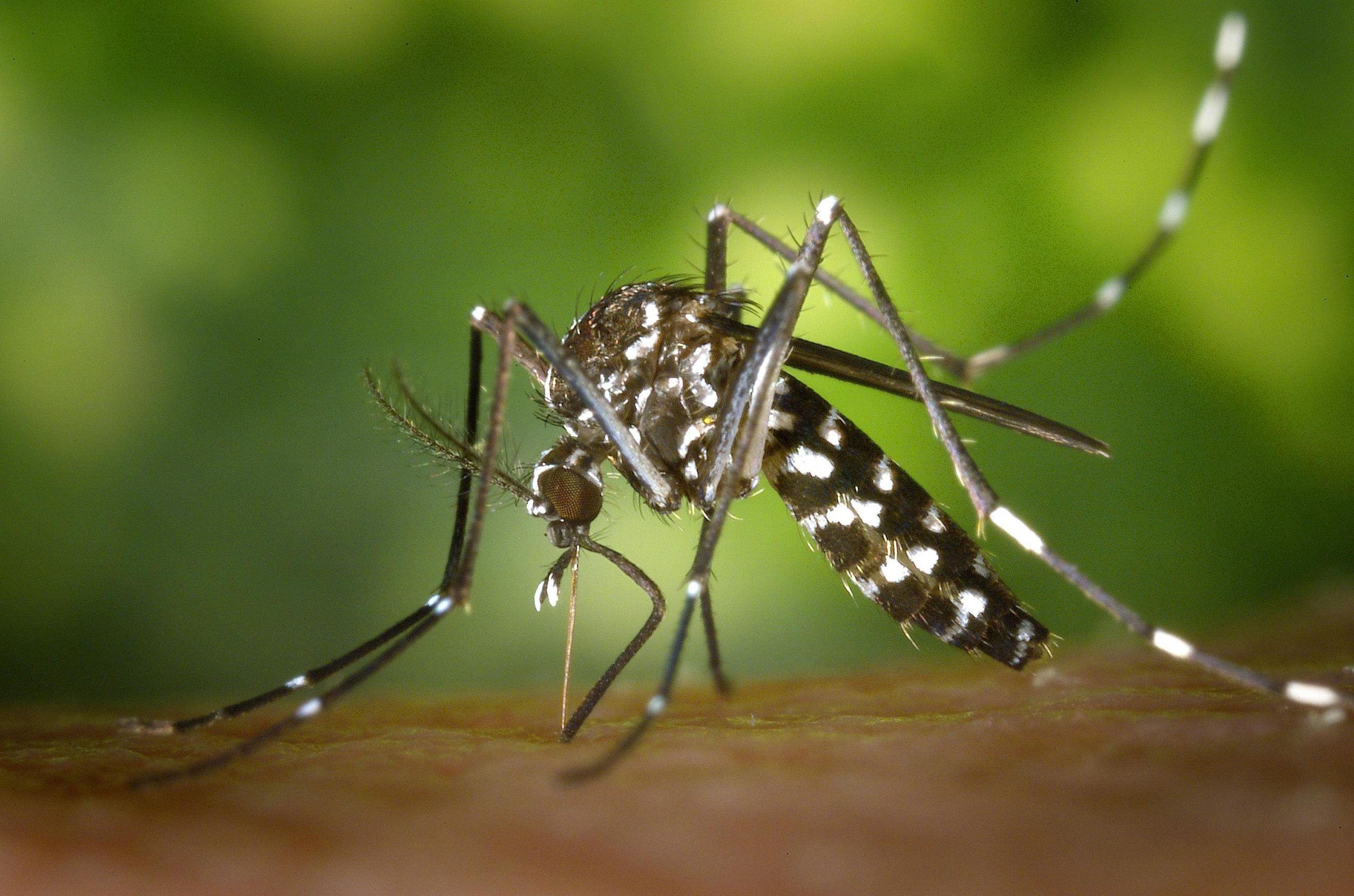 Successo nel controllo del focolaio di Dengue a Fano: la trasmissibilità diminuita del 70% in sole due settimane