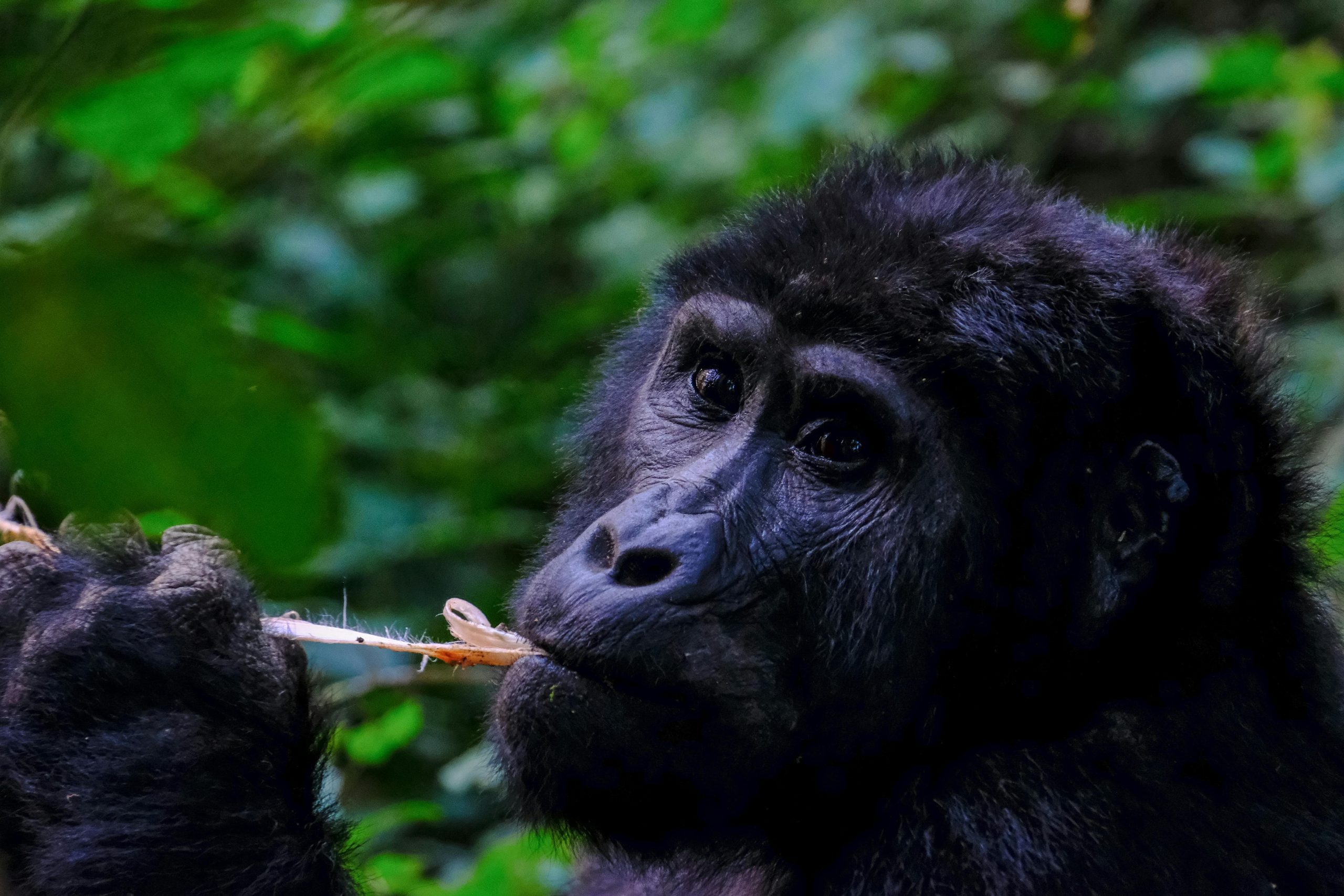 Il Mistero della Malattia nel Congo: Un Problema Emergente con Gravi Impatti sui Bambini