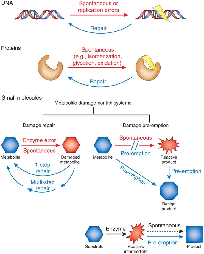 La chiave per combattere le infezioni: il metabolita che impedisce la formazione di biofilm