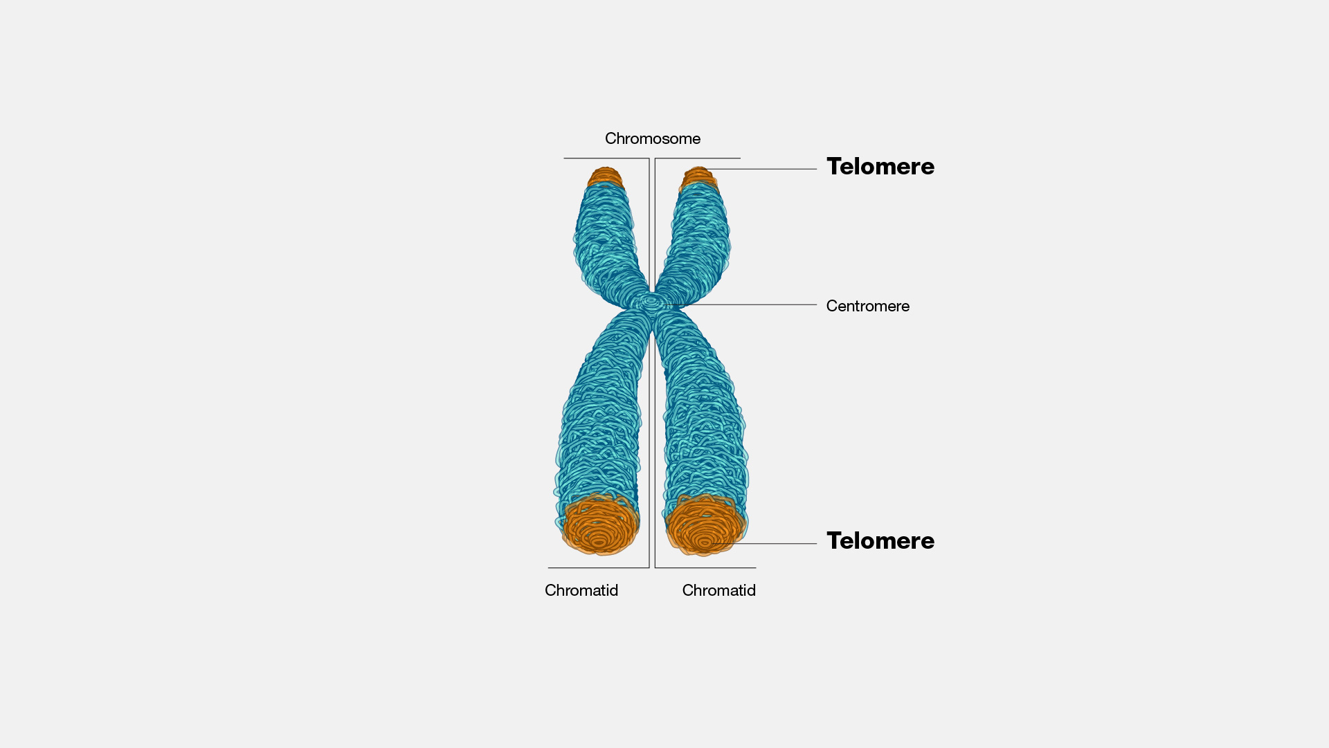 Telomeri e Invecchiamento: La Sfida per la Longevità e la Salute