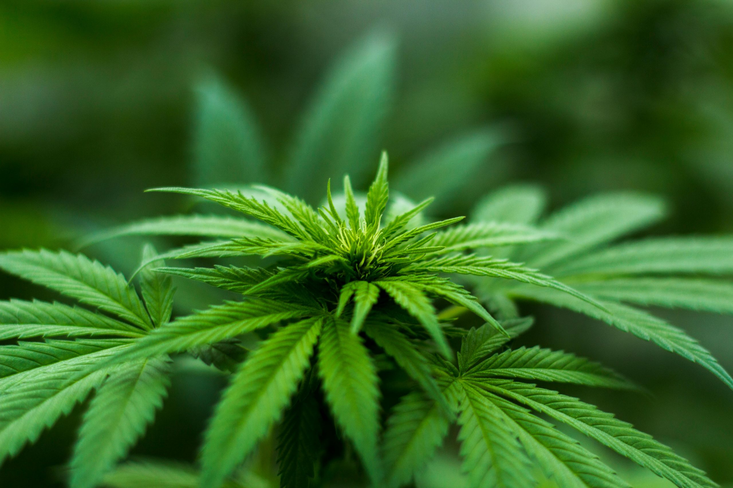 L'impatto del nuovo codice stradale sulla cannabis: una prospettiva critica di Ricciardi (M5S)