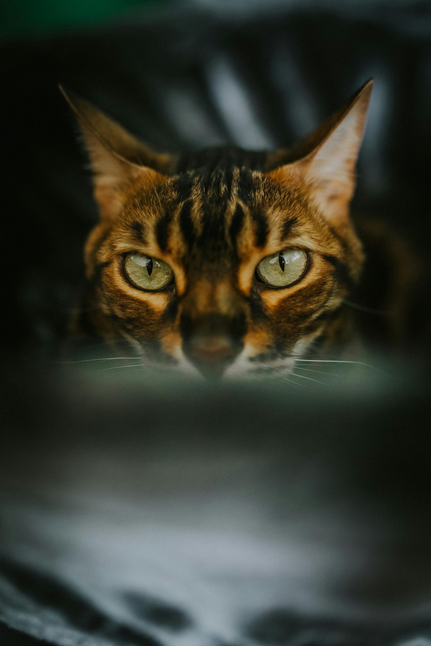 Il Futuro Brillante dei Specializzandi Veterinari: Il Sivemp Sostiene il Completamento del Percorso con Borse di Studio