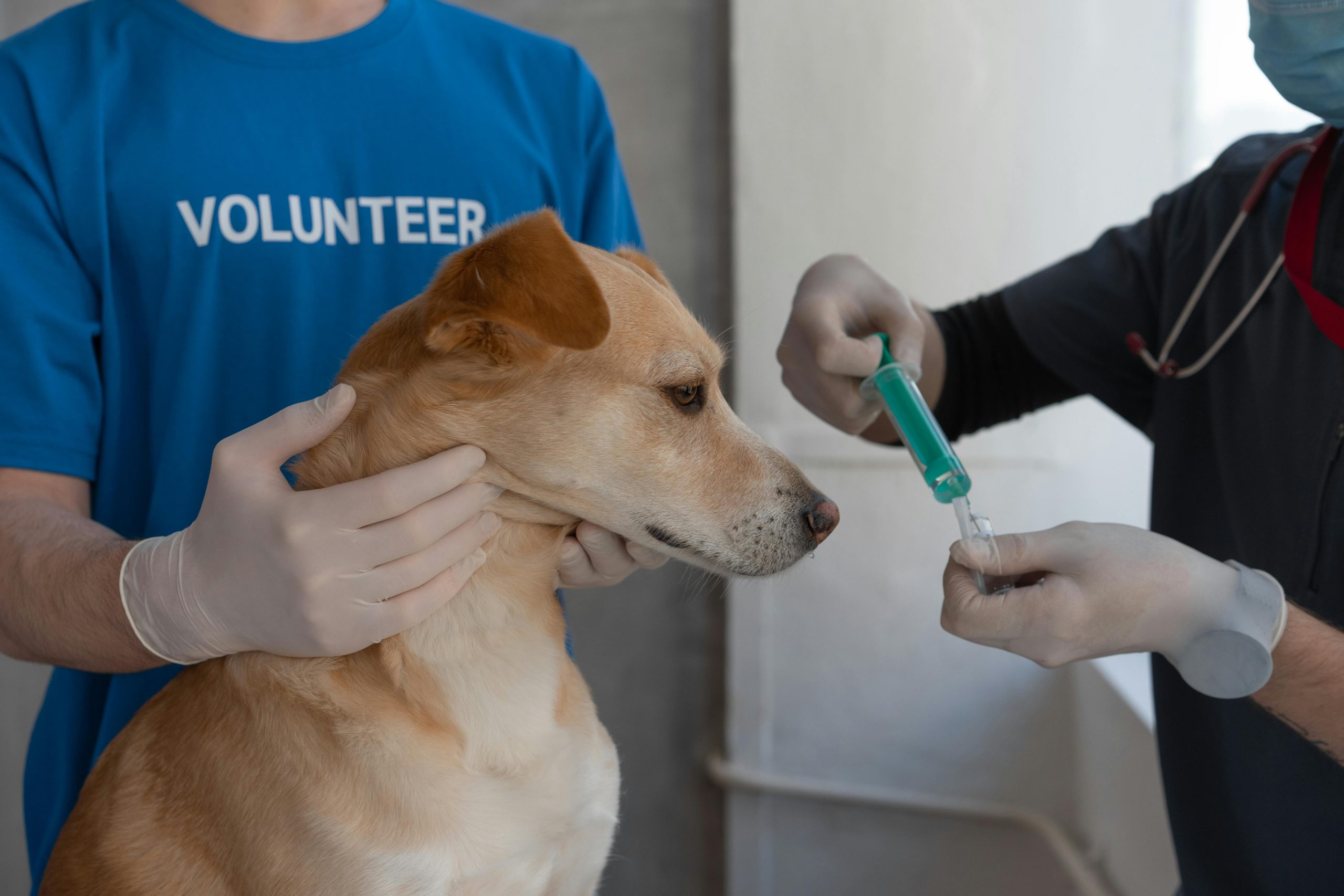 Investire nel Futuro della Medicina Veterinaria: Borse di Studio per Specializzandi Veterinari