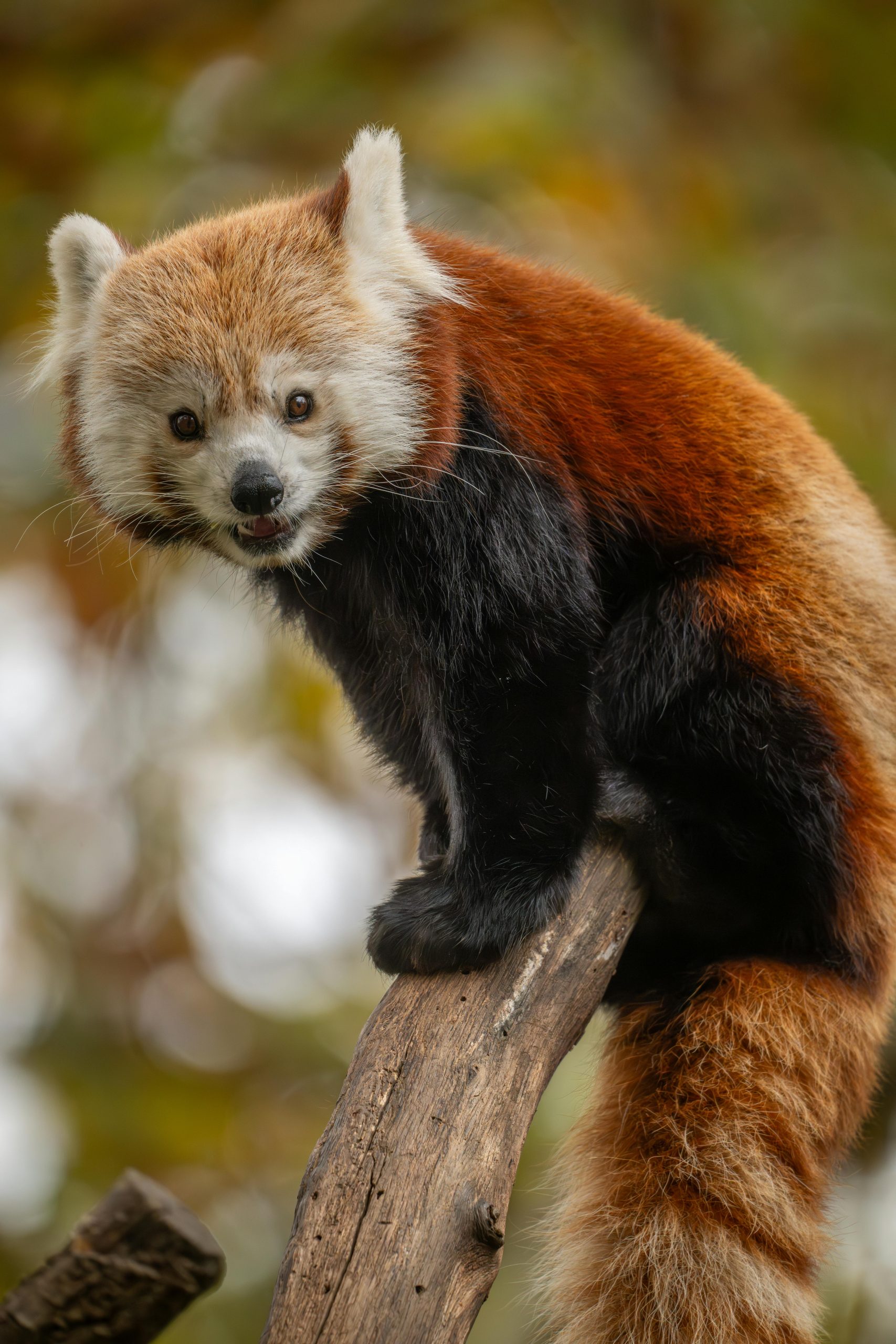 PANS e PANDAS: La Battaglia per il Riconoscimento Ufficiale come Malattie Rare