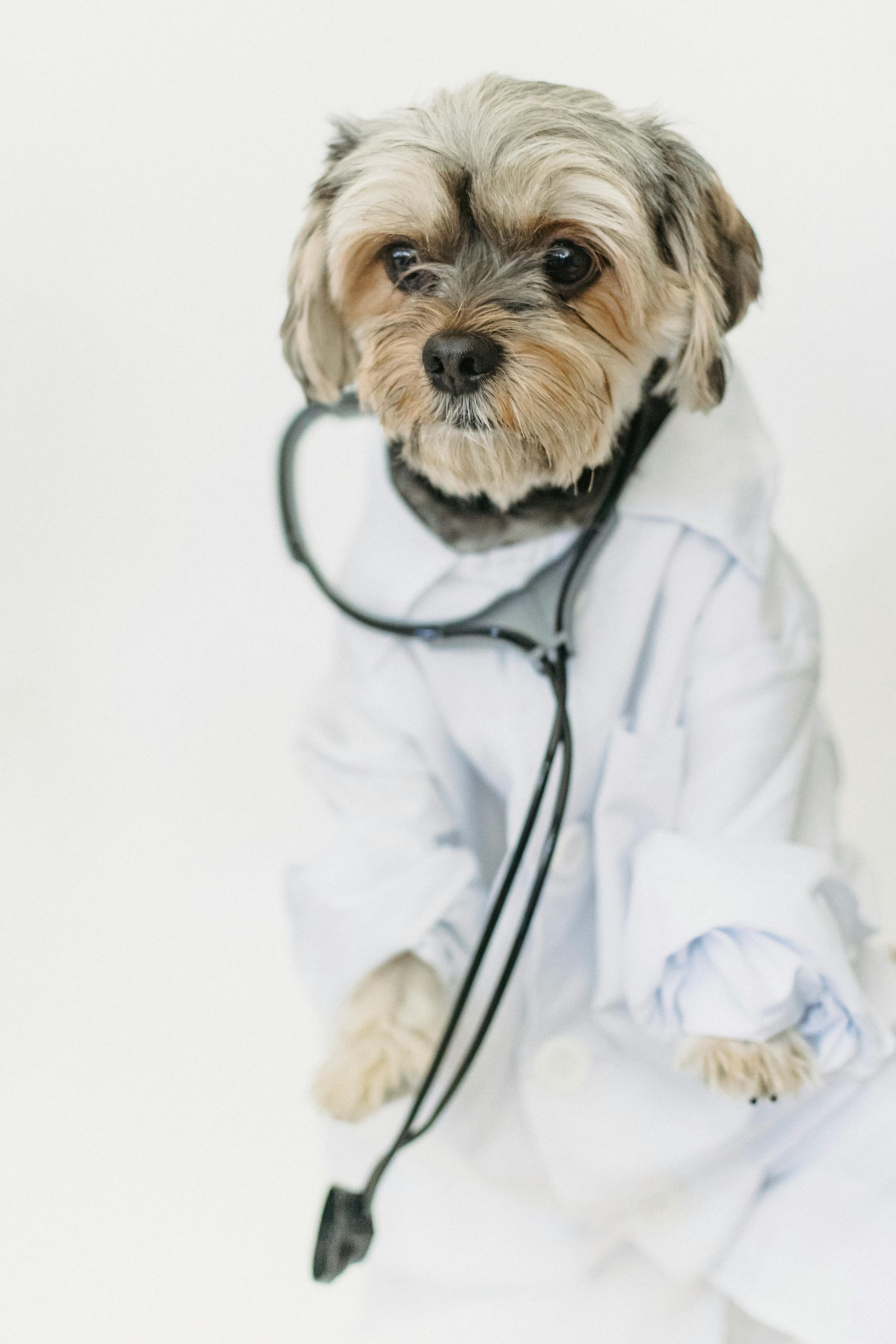 Il Cruciale Ruolo dei Medici Veterinari nella Sicurezza Alimentare: Parole di Schillaci Evidenziano l'Importanza della Loro Funzione