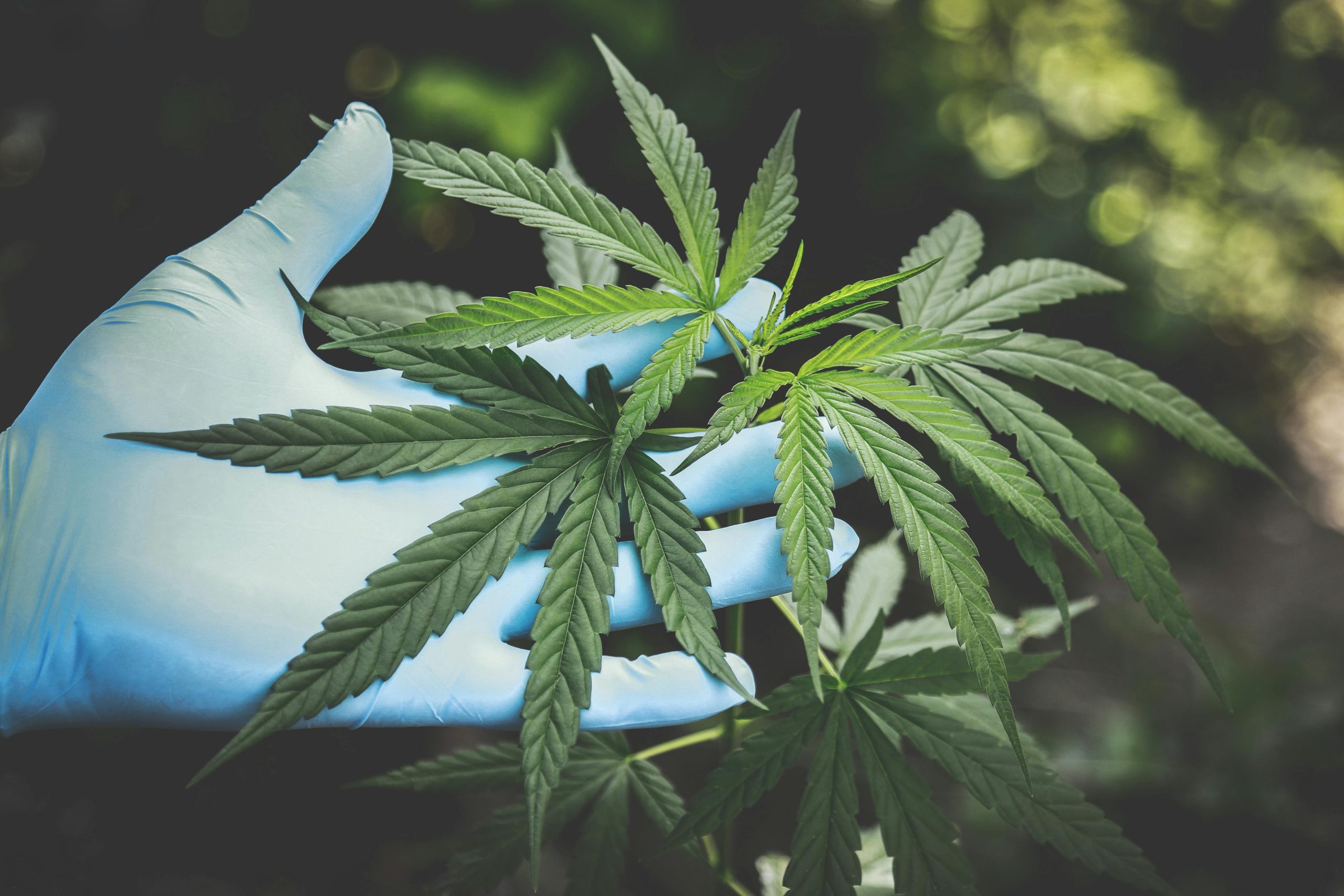 CBD: Il Tar Lazio conferma la sua classificazione come medicinale stupefacente