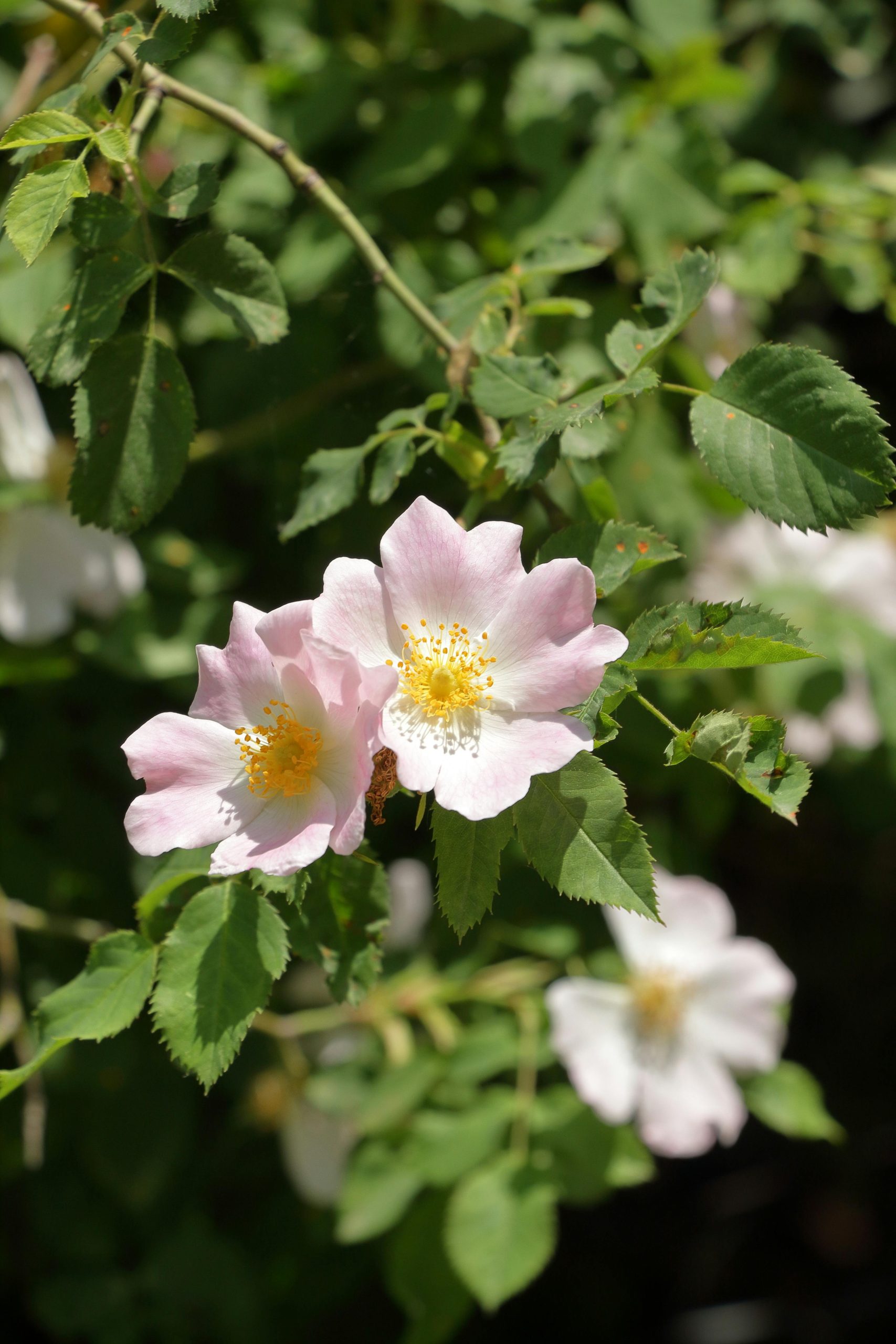 Il futuro dell'agricoltura lombarda: l'innovativo progetto 'Rosa Camuna' premiato nel 2025