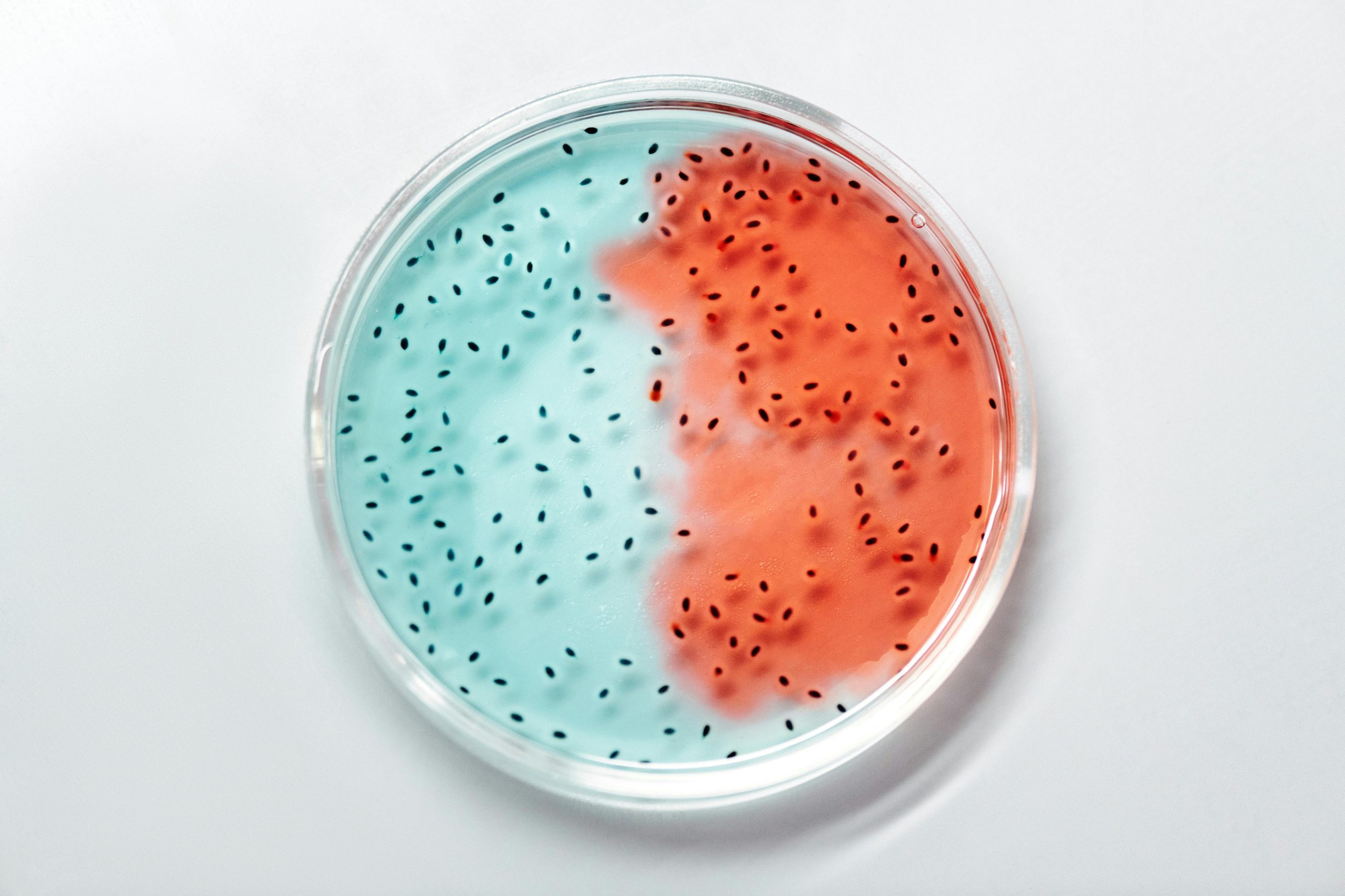 Il potere del microbioma nell'infanzia: come influisce sulla salute del sistema immunitario nei primi mille giorni di vita