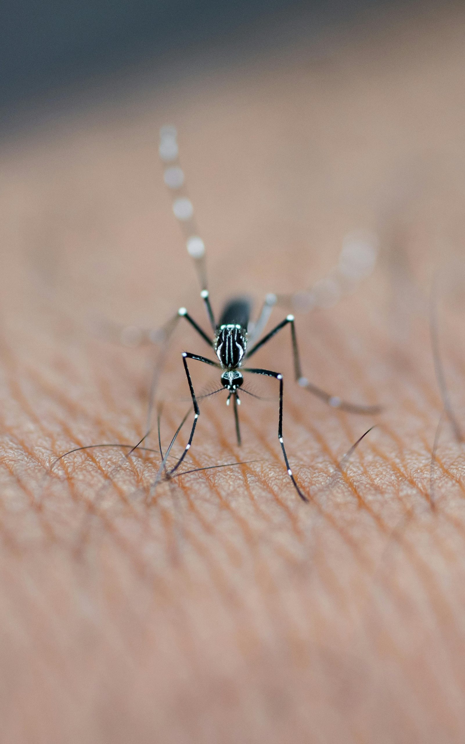 Combatting Malaria: Strategie Efficaci per Mantenere l'Eliminazione nei Paesi a Rischio