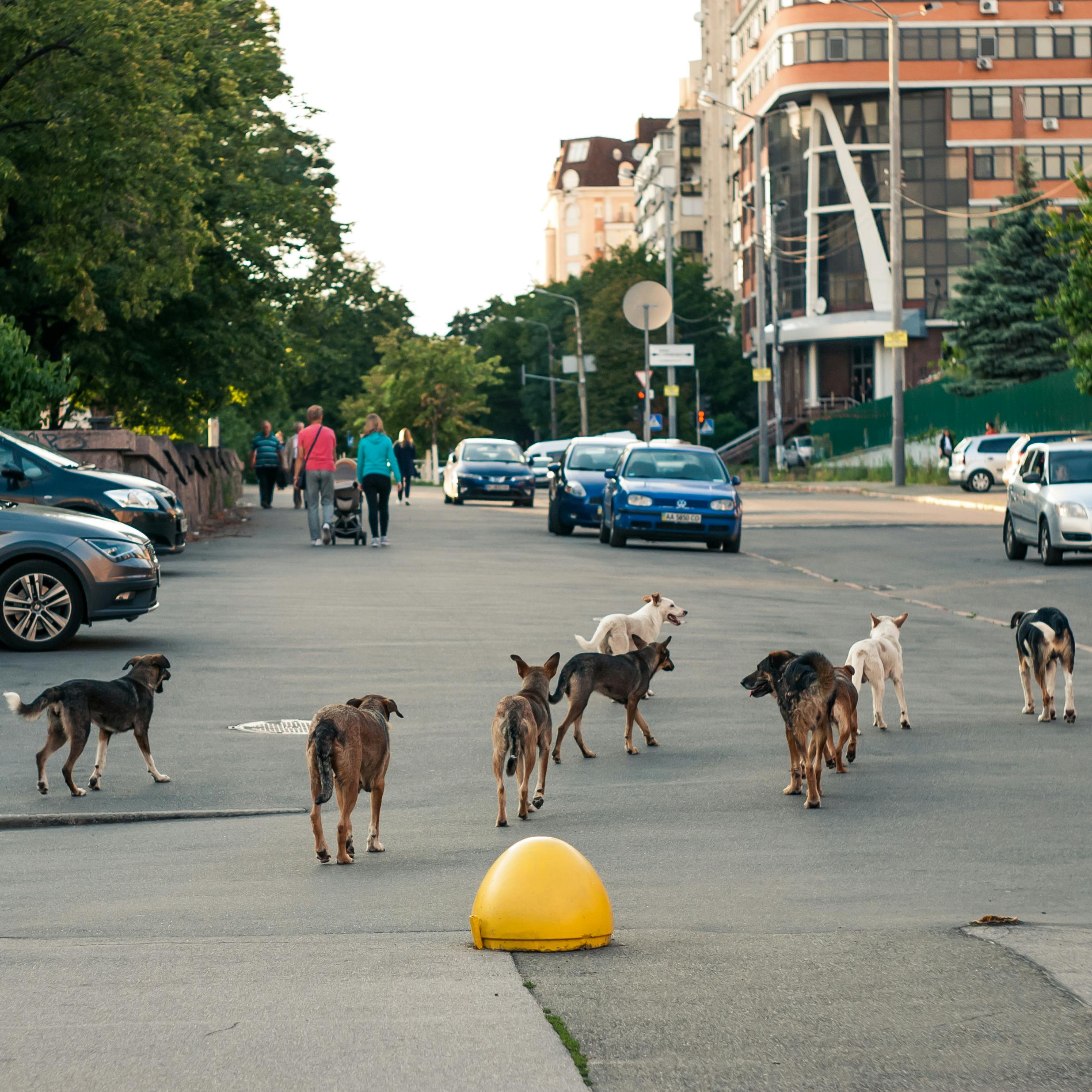 Progetto Homeless: la lotta al randagismo e l'accesso alle cure veterinarie per tutti gli amici a quattro zampe a Roma