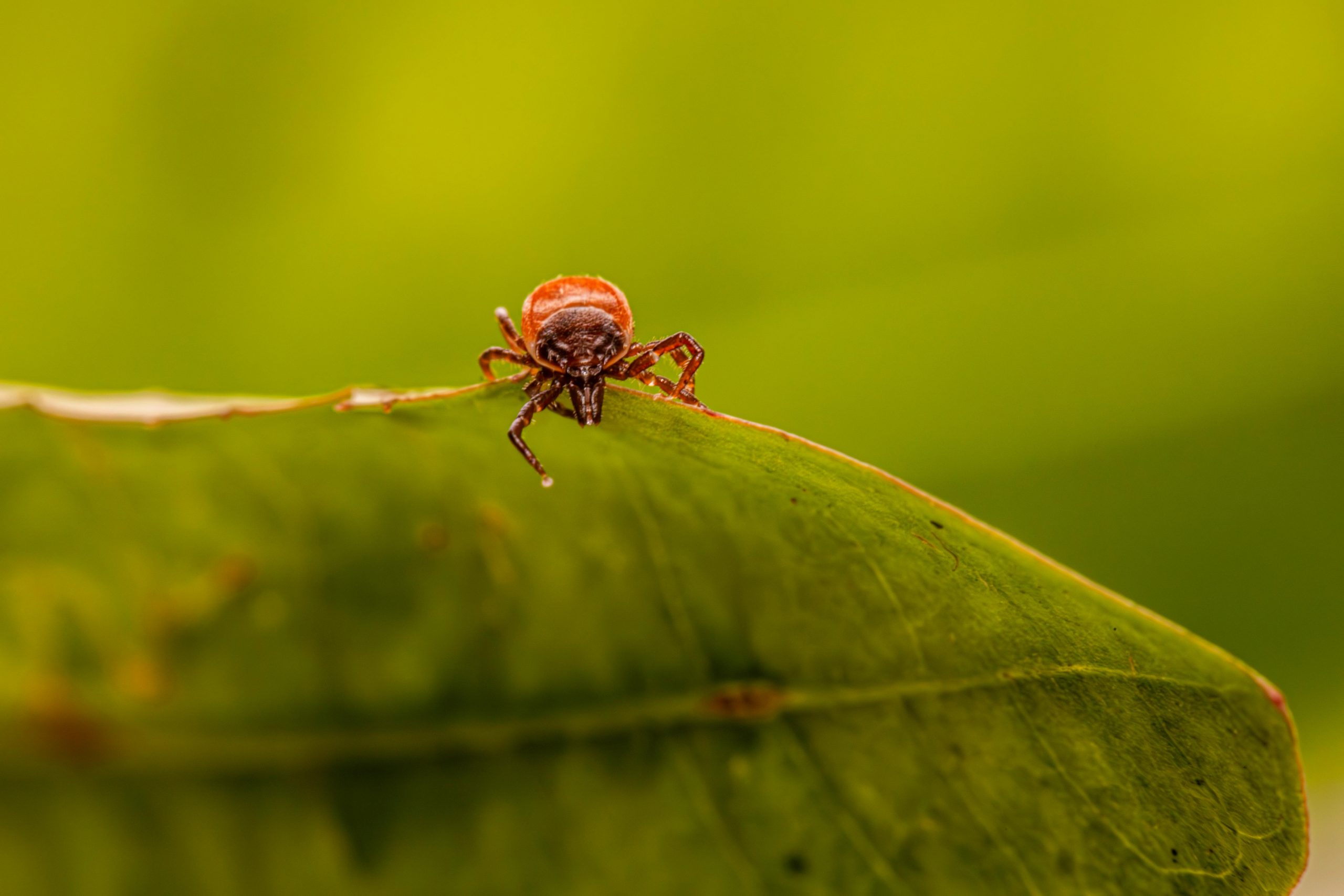 La sfida della Malattia di Lyme: Nuove scoperte sulle resistenze antibiotiche