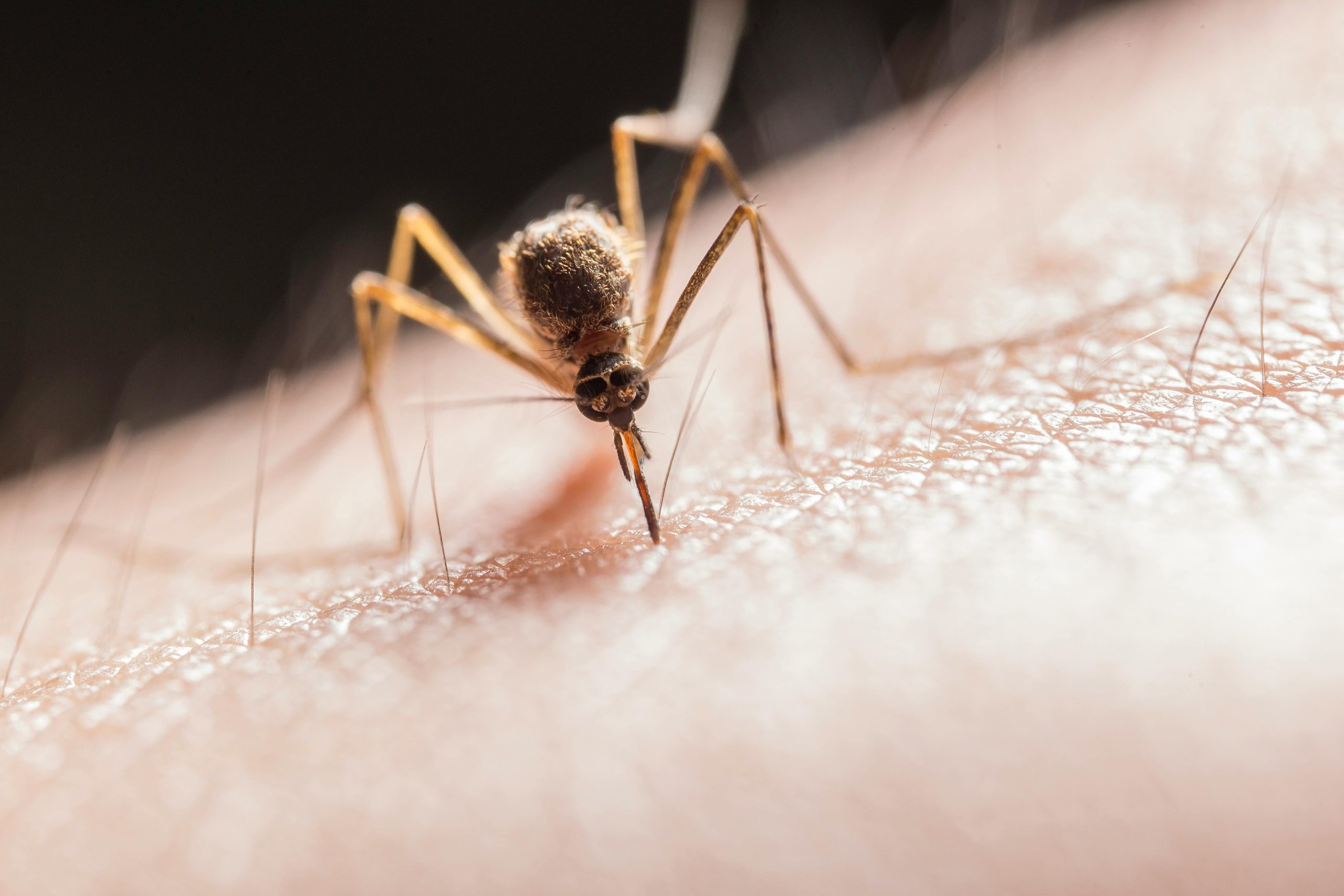 Emergenza West Nile: Nuovi Casi e Misure di Prevenzione in Aumento